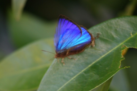 Shining Oak-blue (Arhopala micale)